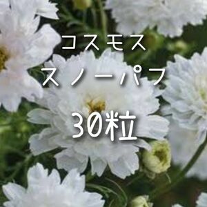 【スノーパフのタネ】30粒 種子 種 コスモス 秋桜 切り花にも 花