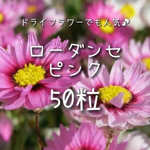 【ローダンセのタネ】ピンク50粒 種子 種 切り花やドライフラワーにも 姫貝細工 花