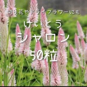 【けいとうシャロンのタネ】50粒 種子 種 ケイトウ 鶏頭 花 切り花にも