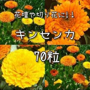 【キンセンカのタネ】70粒 種子 種 金盞花 切り花にも 花