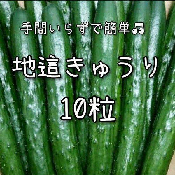 【きゅうりのタネ】10粒 種子 種 キュウリ 胡瓜 野菜