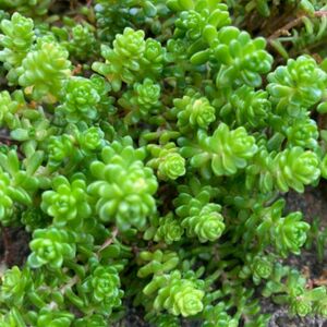 多肉植物　オカタイトゴメ