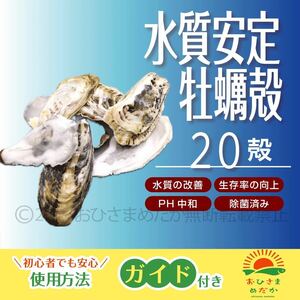 送料無料【牡蠣殻(カキ殻) 20殻】メダカろ材 牡蠣殻チップ かきがら ろ材 めだか カキガラ バクテリア金魚PSB クロレラ PH中和