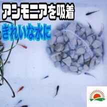 初心者に【アンモニア吸収石　20ネット】めだか　PSB　メダカ卵　針子　稚魚　鯉　金魚　クロレラ　熱帯魚ミジンコ　ゾウリムシ にどうぞ_画像2