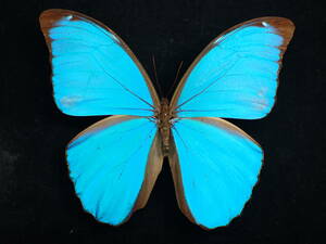 53 Brazil,Rondonia,Vilhena/ Morpho menelaus (ssp.terrestris) パラー州の個体と比べだいぶ大きいこの州の昆虫は現在非常に得難い 