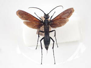 Pe-14 オオベッコウバチPepsisの一種 メス やや大型種 ブラジル北部パラー州産 翅黒い