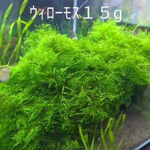 追加分ウィローモス１５g