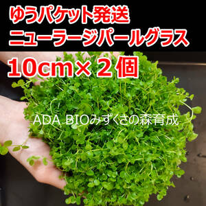 ニューラージパールグラス　１０ｃｍ×２個　ADA　水草　前景草　ゆうパケット発送