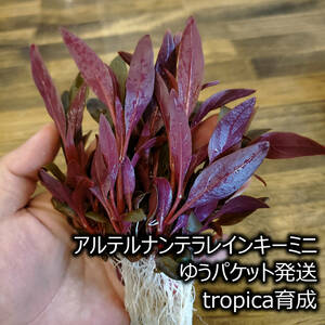 アルテルナンテラレインキーミニ　tropica　水草　前景草　ゆうパケット発送