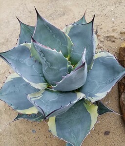 カキコ株 アガベ オバティサナ シースター Agave Ovatisana Sea Star ハイブリッド 検索 パラサナ オバティフォリア チタノタ 華厳 パリー