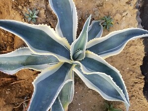 送料無料！特大株 特選美株 アガベ ジプソフィラ錦 アイボリーカール Agave gypsophila variegata 斑入り 検索 チタノタ 華厳 パリー