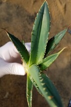 特選 アガベ チタノタ ナンバーワン錦 斑入り Agave titanota No.1 Nishiki 検索 アメリカーナ パリー トランカータ スナグルトゥース _画像5