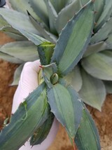 吉祥天錦 アガベ パリー ホーチエンシス錦 斑入り Agave parryi var huachucensis f.variegata 検索 チタノタアメリカーナトランカータ _画像8