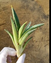 特選 アガベ チタノタ ナンバーワン錦 斑入り Agave titanota No.1 Nishiki 検索 アメリカーナ パリー トランカータ スナグルトゥース _画像10