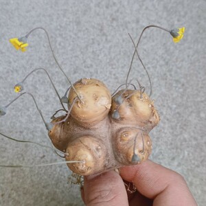 【飛竜園】F-808 多肉植物 サボテン 稀少 珍奇塊根植物 オトンナ カカリオイデス 特選（現地株）1株