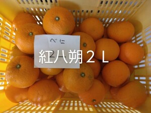 紅八朔２Ｌ１０キロ、広島県産家庭用産地直送無農薬ビタミンＣ