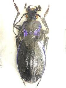 シチリア島産　レフェブレイキバナガヒラタオサムシ　carabus lefebvrei 標本 a1