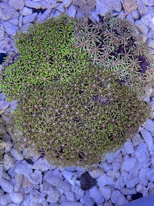 （サンゴ）スターポリプ メタリックグリーン 9-13ｃｍ±（新春セール）