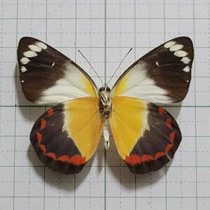 蝶標本。チモレンシスカザリシロチョウ。ウェタール産の画像1