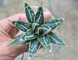 アガベ 笹の雪　濃厚ペンキ　ヴィクトリアレジーナ Agave 姫笹の雪 多肉植物 サンキング チタノタ オリザバ 