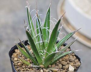 アガベ フィリフェラ　乱れ雪　多肉植物 シジゲラ Agave ビクトリア-レジーナ 笹の雪 サボテン 実生 