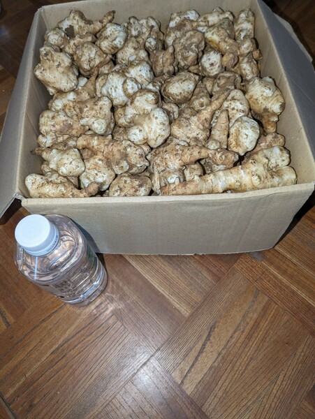 菊芋　4キロ　広島県産　土付き　送料込無農薬栽培品です