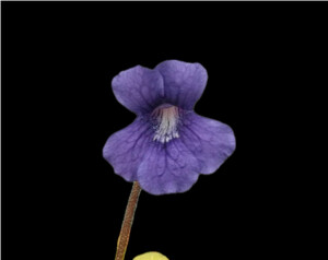 Pinguicula grandiflora CK ムカゴ10粒　食虫植物 ムシトリスミレ ピンギキュラ 山野草