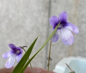 Pinguicula macroceras（早出峡産）ムカゴ10粒　食虫植物 ムシトリスミレ ピンギキュラ 山野草