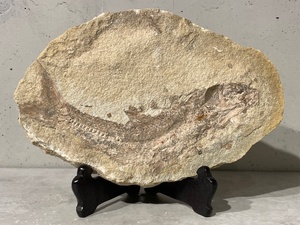 ★化石 古代魚 約4.9kg 32×21cm 魚の化石★オブジェ 置物 インテリア雑貨★標本 天然石 鑑賞石 標本 鉱物 鉱石