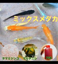 ミックスメダカ若魚5匹　自家繁殖　北海道沖縄青森秋田県不可_画像1