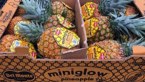  Dell monte Mini glow pine pineapple 8~12 piece insertion ( approximately 12kg and more )