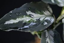 4. Aglaonema pictum Bengkulu Sumatra T-140523 Di belakang gunung アグラオネマ　ワイルド採集株　ガチャ　トリカラー_画像4