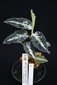 4. Aglaonema pictum Bengkulu Sumatra T-140523 Di belakang gunung アグラオネマ　ワイルド採集株　ガチャ　トリカラー