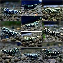 【 HY Shrimp 】ブラックギャラクシー 若個体 雄２匹 雌8匹（抱卵5匹） 計10匹 繁殖セット_画像1