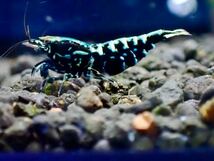 【 HY Shrimp 】ブラックギャラクシー 若個体 雄２匹 雌8匹（抱卵5匹） 計10匹 繁殖セット_画像6