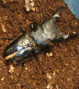 広島県産　本土　ヒラタクワガタ　新成虫　♂♀ペア