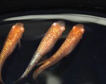 [NEXTメダカ]　極上　ガーネット　若魚1ペア＋保証1ペア 計4匹　　2ヶ月程の個体　　　_画像6