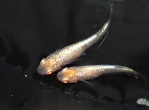 [NEXTメダカ]　極上　ガーネット丹頂柄　若魚1ペア＋保証1ペア 計4匹　　2ヶ月半程の個体　　　