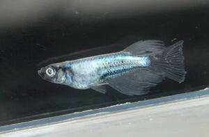 [NEXTメダカ]　極上　黒百式系統　浅葱（あさぎ）リアルロングフィン　若魚1ペア＋雌1＋雄ヘテロ