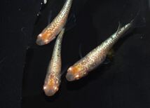 [NEXTメダカ]　極上　ガーネット丹頂柄　若魚1ペア＋保証雌1 計3匹　　2ヶ月半程の個体　　　_画像3