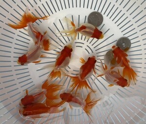 RYU-2【銀流園】★埼玉H養魚場産 琉金★明け弐歳10匹★地域限定にて同日3点落札は送料無料、送料ご負担地域あり(説明文参照)発送不可地域有