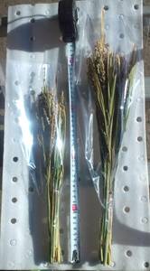 [ Iwate Morioka production ] large black .1 bundle 15ps.@ about household Shinto shrine, dry flower as 