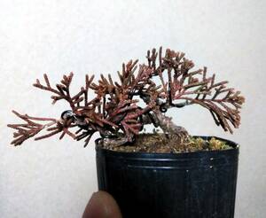  thread fish river genuine Kashiwa mini bonsai height of tree 4.5cm super Mini legume ultimate small . rotation small of the back low root trim J2!!