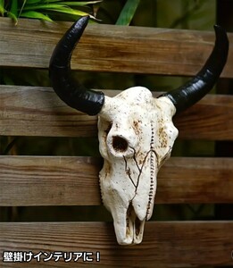 アガベの棚に飾るとかっこいい！　スカルホーン　バッファローの頭蓋骨　壁掛け、置物に！　　ネイティブ系、ウェスタン、インディアン系に