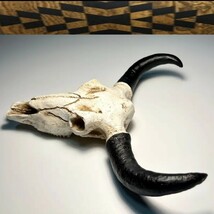 スカルホーン　バッファローの頭蓋骨　壁掛け、置物にカッコいいです！　　ネイティブ系、ウェスタン、インディアン系のインテリアに最強_画像8