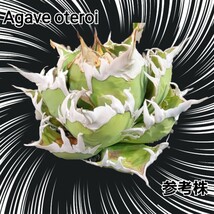 Agave oteroiseed　from Oaxaca Mexico　種子【10粒】良血統厳選　　鮮度の良い種ですので発芽率も高い！是非、実生にチャレンジください_画像8