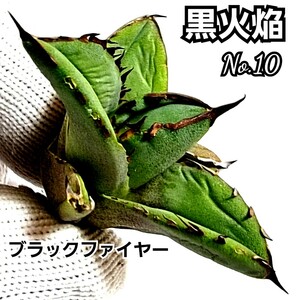 アガベ　チタノタ　ブラックファイヤー No.10 黒火焔　 優良血統子株(台湾株)　　Agave titanota Black fier　棘が黒く染まりカッコいい！