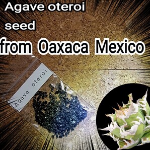 Agave oteroiseed from Oaxaca Mexico 種子【10粒】良血統厳選 鮮度の良い種ですので発芽率も高い!是非、実生にチャレンジください