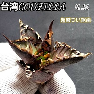  finest quality stock! Taiwan Godzilla No.25 un- ... disorder . super . just saw tooth . feature .! hard-to-find high class agave. Taiwan GODZILLA saw tooth . super . just.!