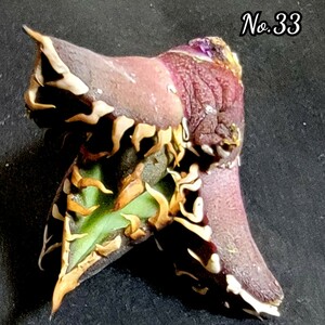 極上株！台湾ゴジラ　No.33　不規則に乱れる超厳つい鋸歯が特徴的！入手困難な高級アガベです　台湾GODZILLA 　鋸歯が超厳ついです！